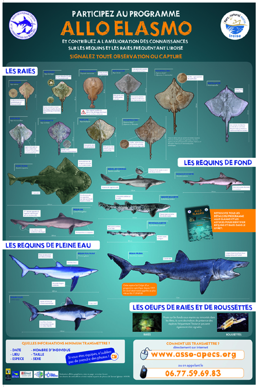 Association pour l’étude et la conservation des sélaciens - APECS